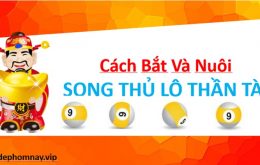 Cách bắt và nuôi 3 ngày con song thủ lô Miền Bắc